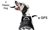 Mini Realtime Portable Quadband GSM GPRS GPS Tracker - Pet Protection Size:L