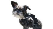 Reputable Collar GPS Locator for Dogs Rechargeable Battery + Mobility Detector Size:XS